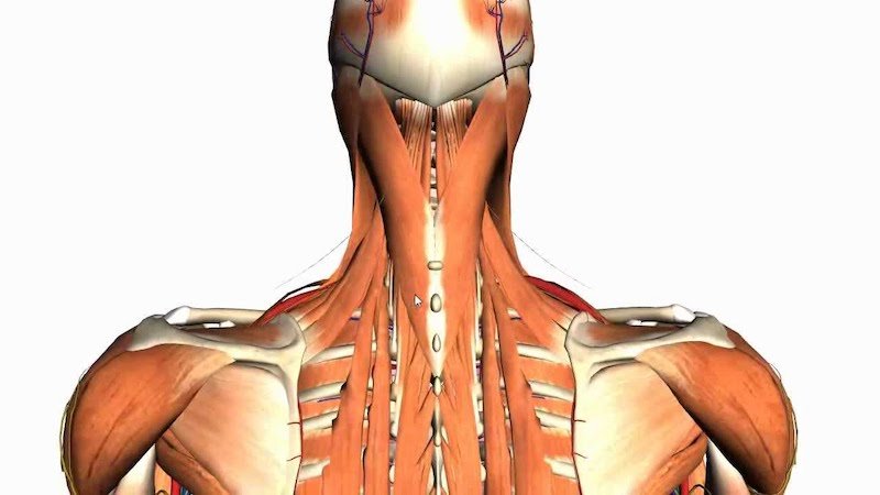 muscles anatomy posture